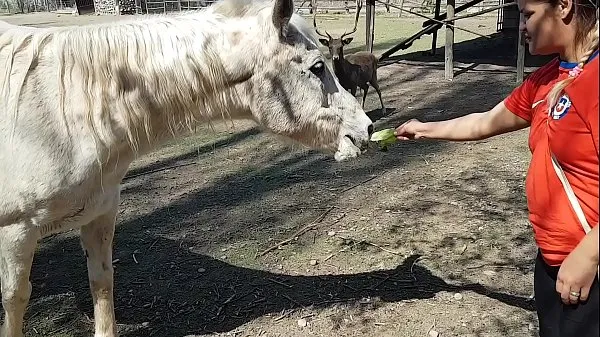 De nouveaux films J'étais excité de voir la taille du pénis d'un cheval !!! Je voulais que mon copain se concentre comme ça !!! Paty Butt, El Toro De Oro de nouveaux films